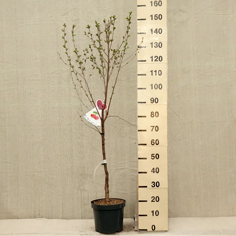 Prunus cerasus  Kelleriis15 - Tart Cherry sample as delivered in spring