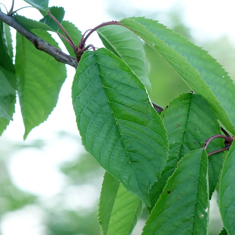 Prunus avium Kordia- Cherry Tree (Foliage)
