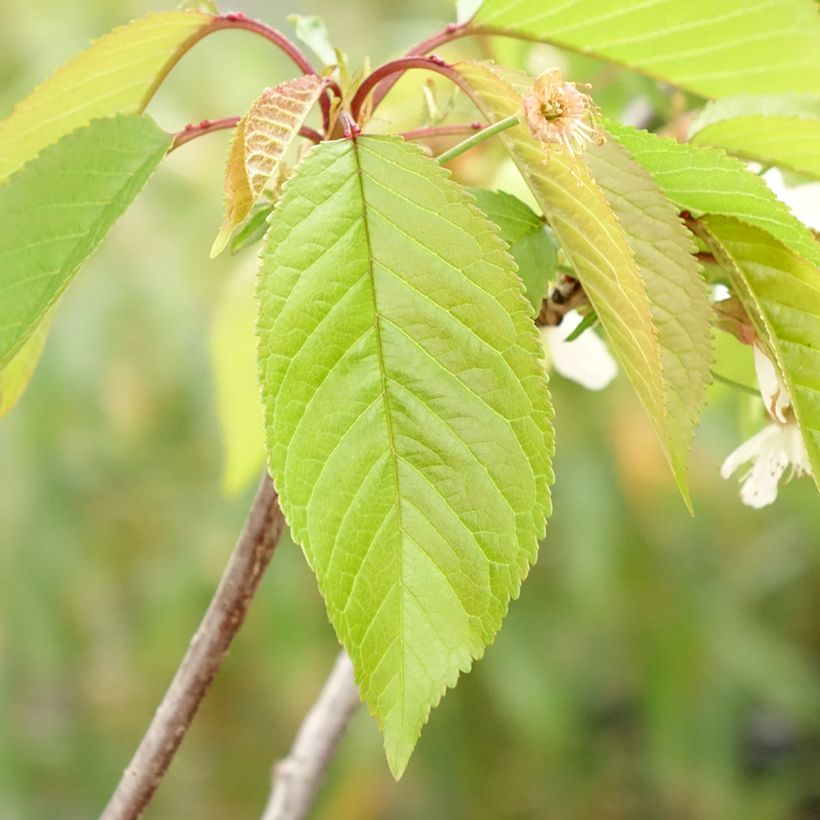 Prunus avium Kunzego (Kunzes Kirche) - Cherry Tree (Foliage)