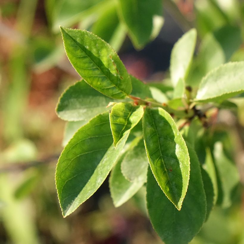 Prunus Carmine Jewel - Dwarf Cherry (Foliage)