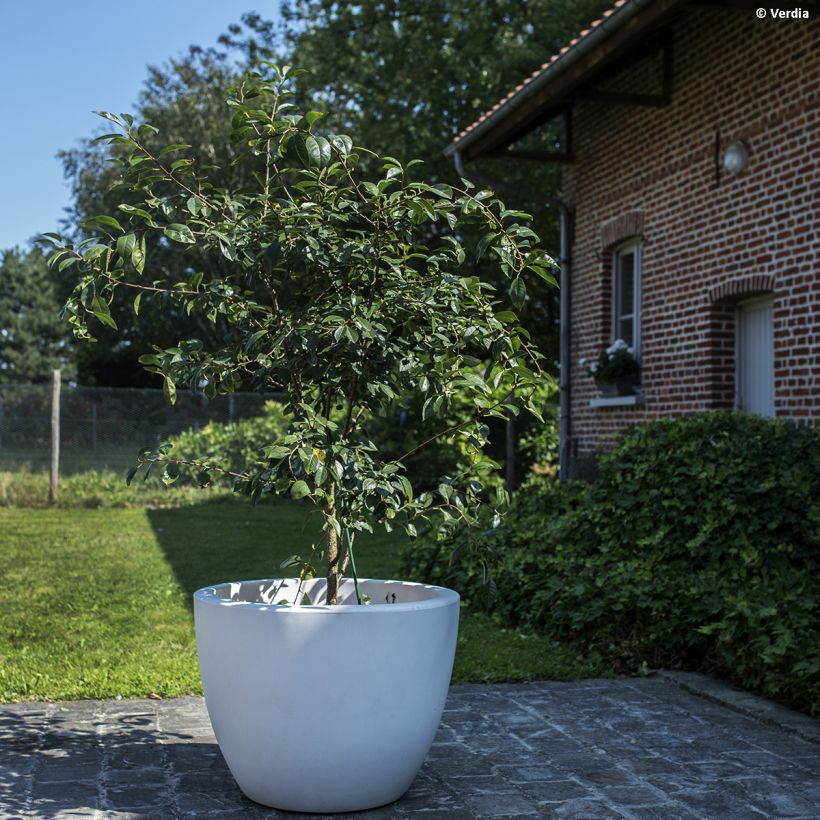 Prunus Cherry Baby - Dwarf Cherry (Plant habit)