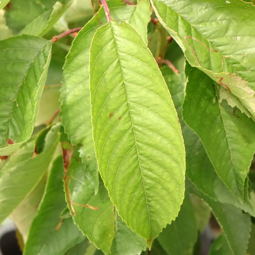 Prunus cerasus Fruit Me Cherry Me - Tart Cherry Tree (Foliage)