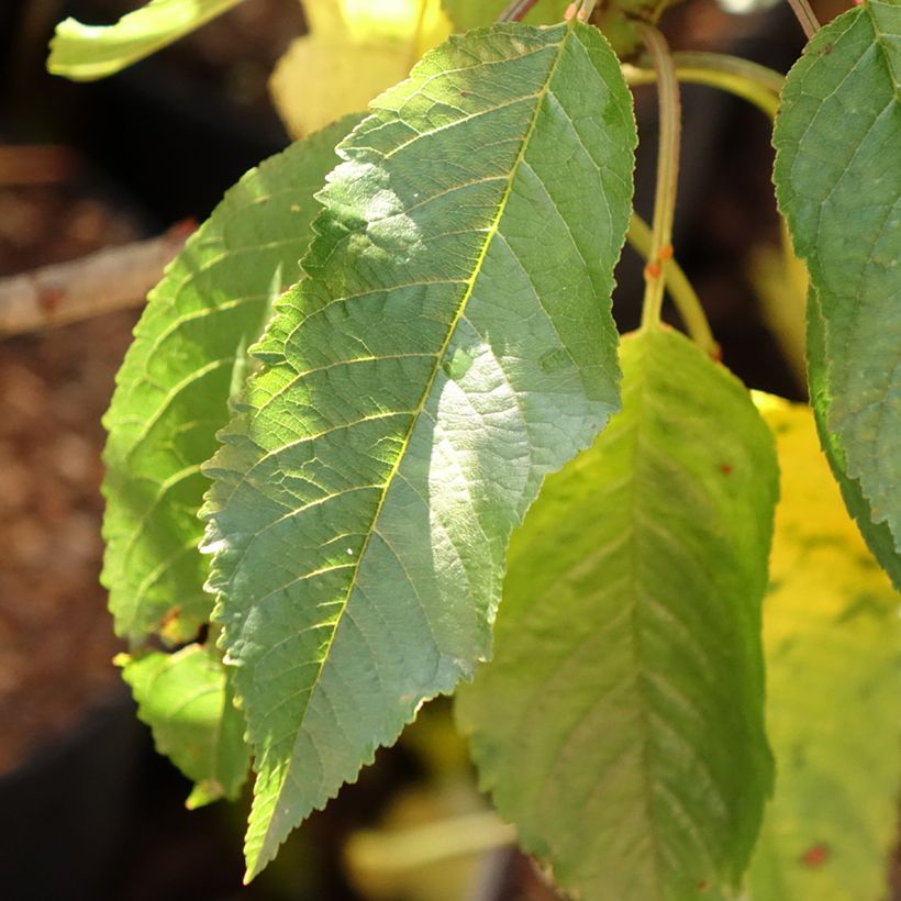 Prunus avium Garden Bing - Cherry Tree (Foliage)