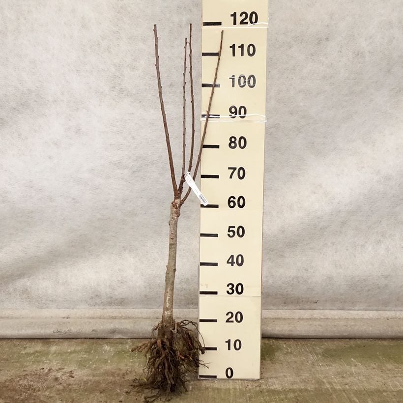 Prunus cerasus Maynard - Tart Cherry Bare root, Quarter standard sample as delivered in autumn