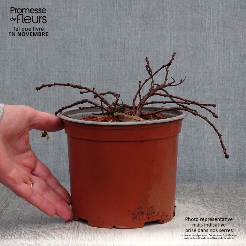 Cerisier nain rampant - Prunus pumila Depressa Pot de 2L/3L sample as delivered in autumn