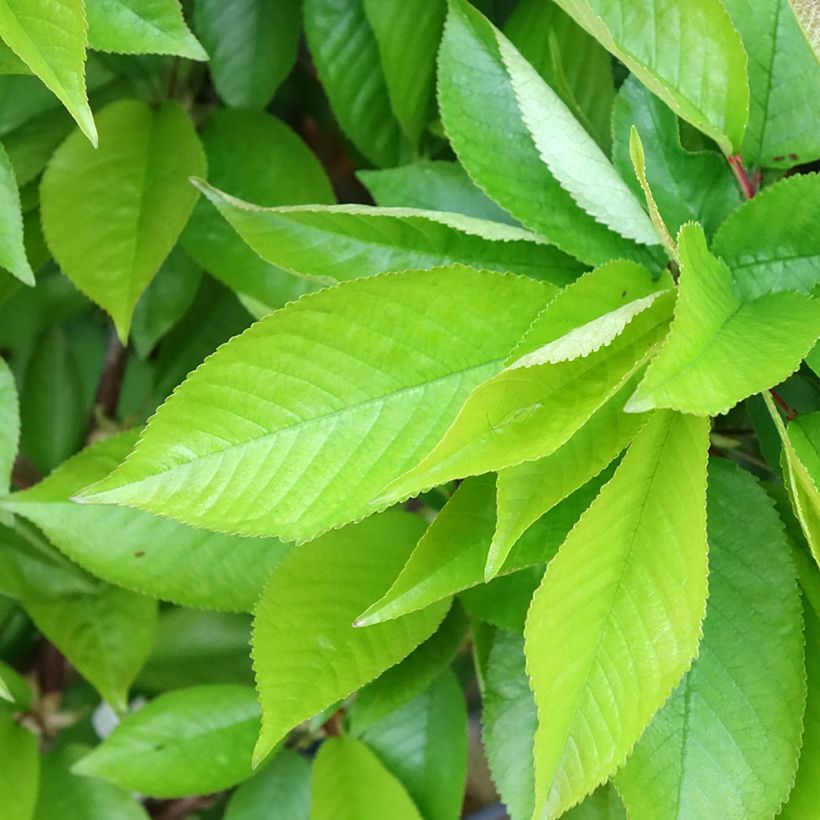Prunus cerasus Rainier - Tart Cherry (Foliage)