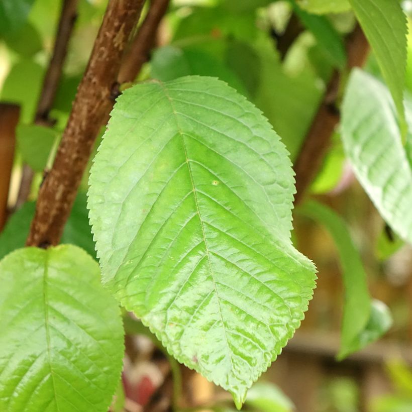 Prunus avium Schneiders Späte Knorpelkirsche - Cherry Tree (Foliage)