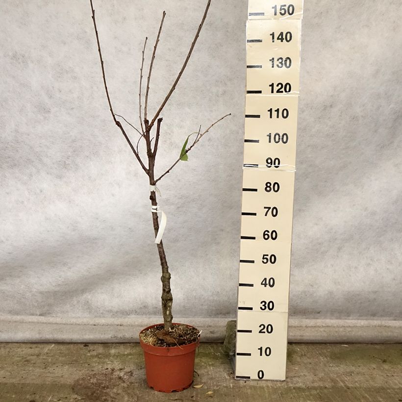 Prunus avium Schneiders Späte Knorpelkirsche - Cherry Tree 7.5L/10L pot, Goblet sample as delivered in autumn