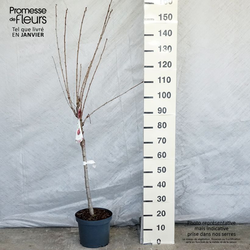 Cerisier Schneiders Späte Knorpelkirsche - Prunus avium en pot de 7.5L gobelet sample as delivered in winter