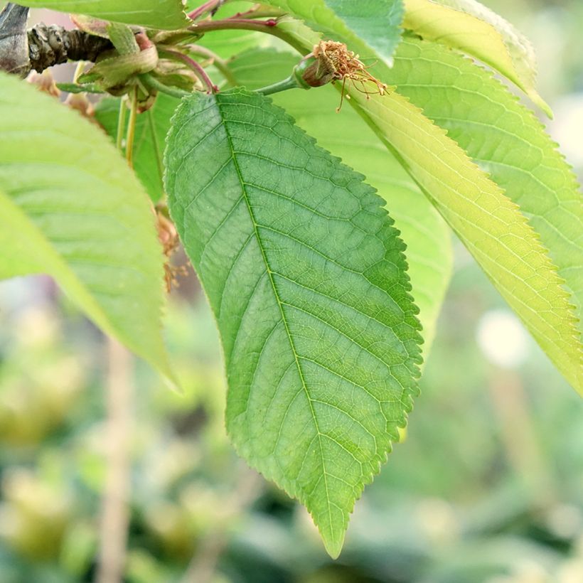 Prunus avium Staccato- Cherry Tree (Foliage)