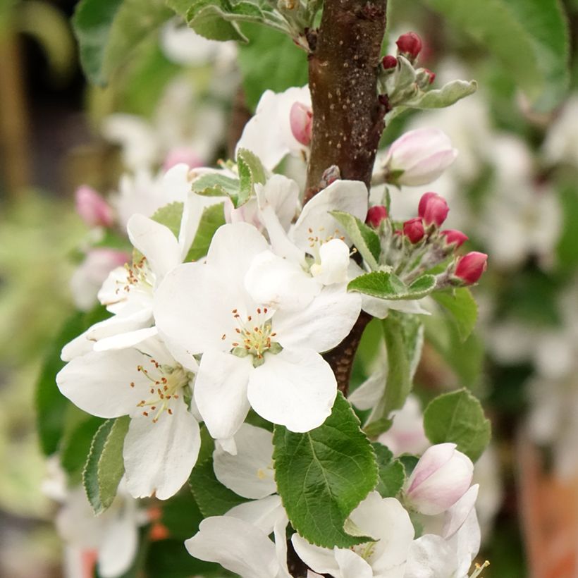 Prunus avium Staccato- Cherry Tree (Flowering)
