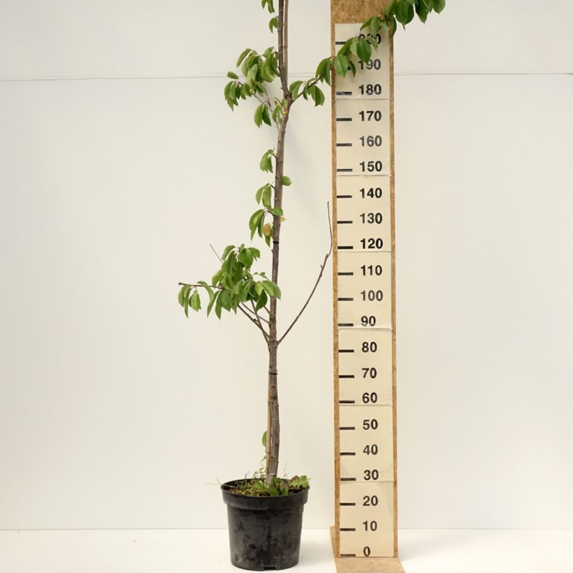 Prunus avium Staccato- Cherry Tree 20L/25L pot, Half standardShipped height around 180/200cm sample as delivered in spring