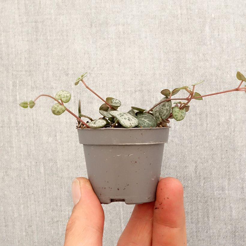 String of heart plant - Ceropegia woodii Mini-plante sample as delivered in spring