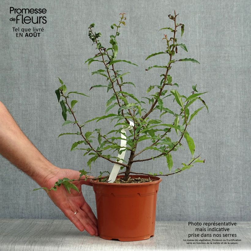 Chaenomeles cathayensis - Chinese Quince 3L/4L potShipped height around 60/80cm sample as delivered in summer