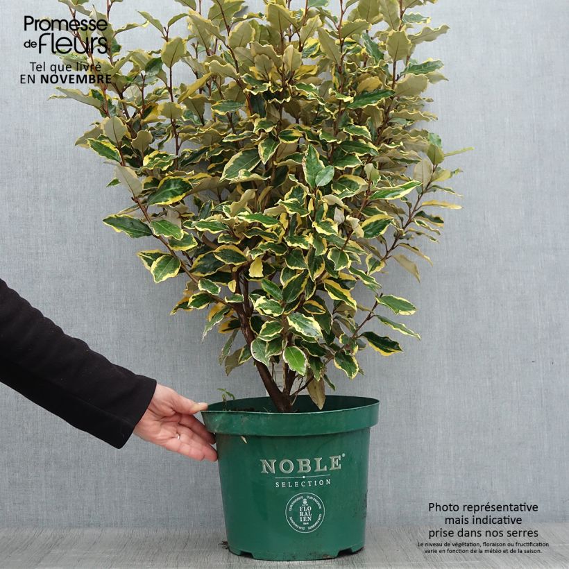 Chalef - Elaeagnus x ebbingei Viveleg en pot de 7,5L/10L sample as delivered in autumn