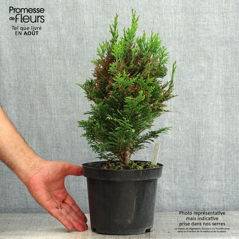Chamaecyparis lawsoniana Minima Glauca - Lawson Cypress 2L/3L potShipped height around 20/25cm sample as delivered in summer