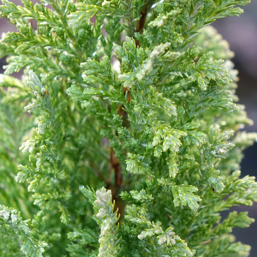 Chamaecyparis lawsoniana Elwoods Gold - Lawson Cypress (Foliage)