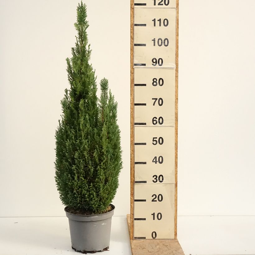 Chamaecyparis lawsoniana Elwoodii - Lawson Cypress 7.5L/10L pot sample as delivered in summer