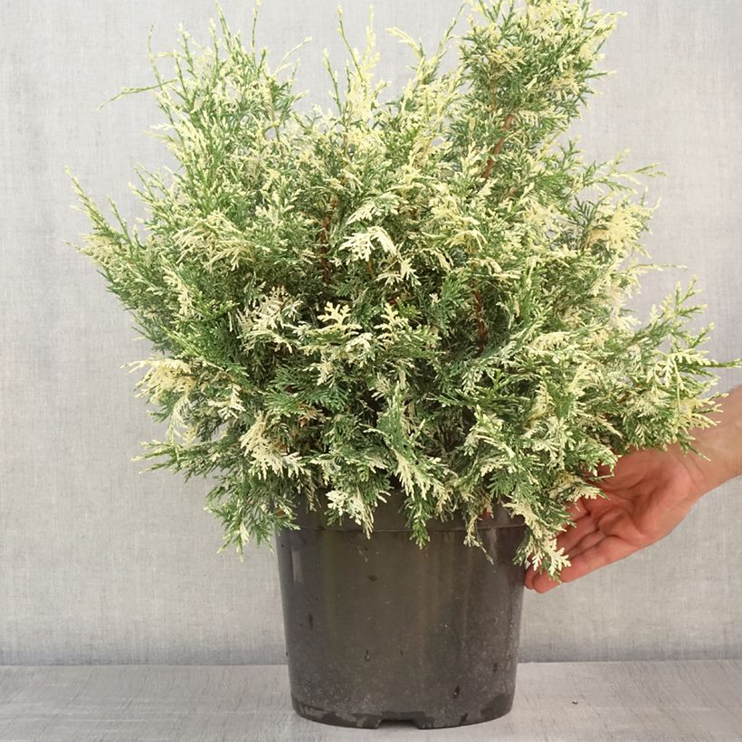 Chamaecyparis lawsoniana Pearly Swirls - Lawson Cypress 7.5L/10L potShipped height around 40+cm sample as delivered in summer