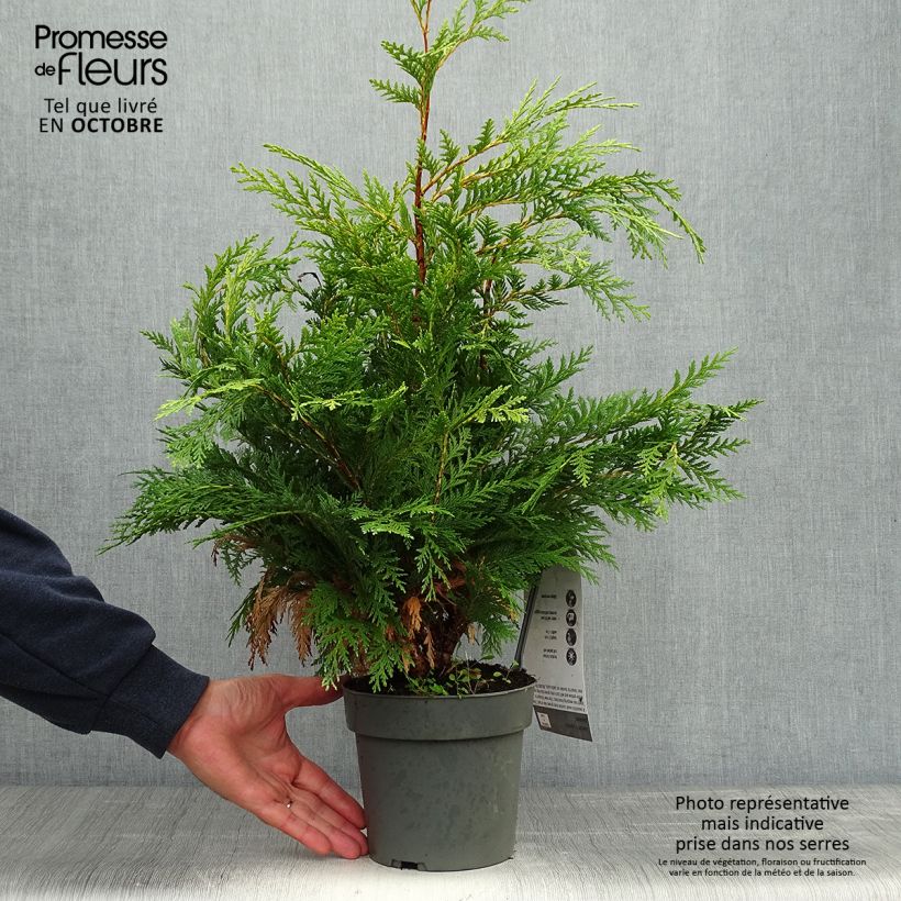 Chamaecyparis lawsoniana Sunkist - Cyprès de Lawson nain - Pot de 2L/3L sample as delivered in autumn