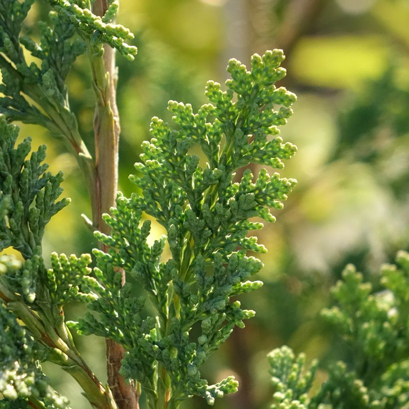 Chamaecyparis lawsoniana Wissels Saguaro - Lawson Cypress (Foliage)