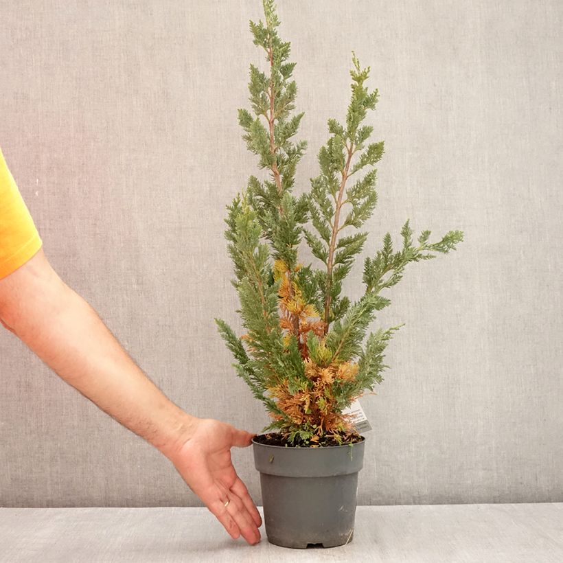 Chamaecyparis lawsoniana Wissels Saguaro - Lawson Cypress 2L/3L pot sample as delivered in summer