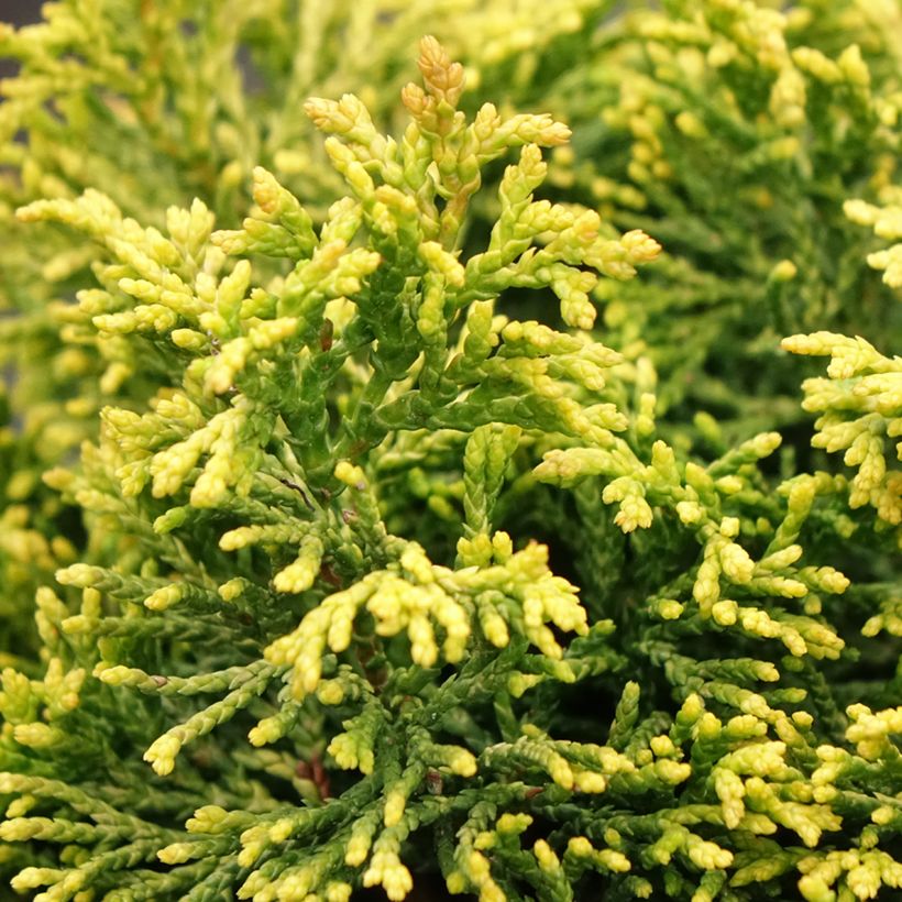 Chamaecyparis obtusa Butterball - Hinoki Cypress (Foliage)