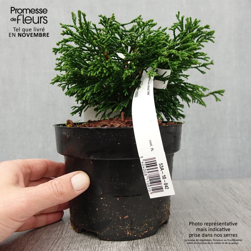 Chamaecyparis obtusa Gitte - Faux cyprès hinoki du Japon nain Pot de 2L/3L sample as delivered in autumn