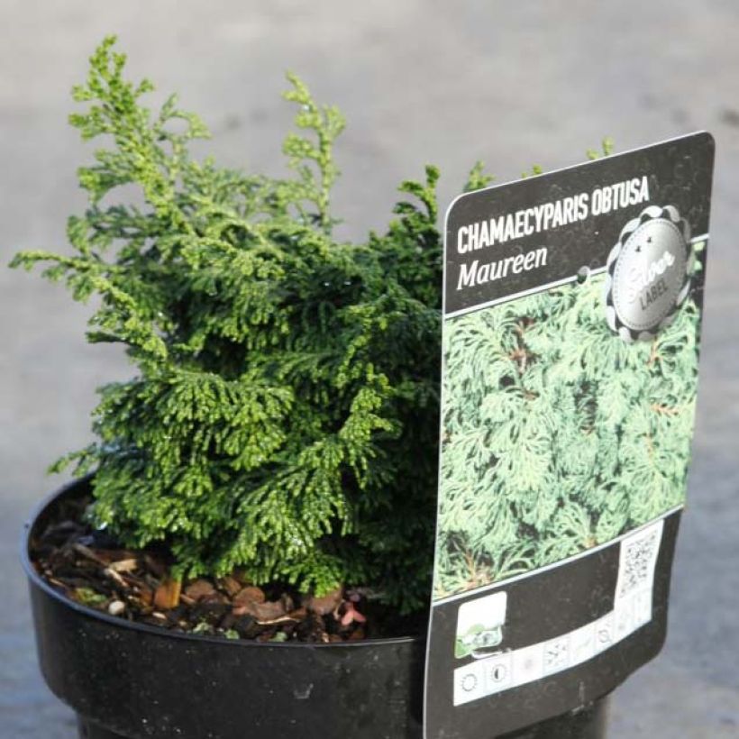 Chamaecyparis obtusa Maureen - Hinoki Cypress (Plant habit)