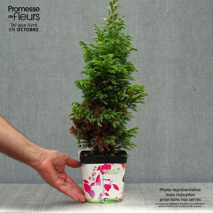 Chamaecyparis pisifera Boulevard - Sawara Cypress 2L/3L pot sample as delivered in autumn