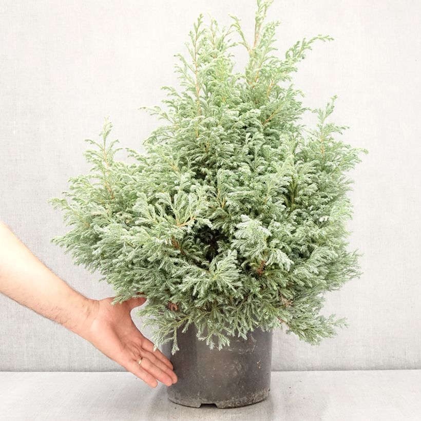 Chamaecyparis pisifera Boulevard - Sawara Cypress 7.5L/10L pot sample as delivered in summer