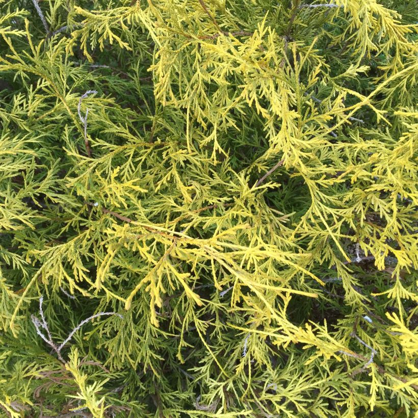 Chamaecyparis pisifera Filifera Aurea - Sawara Cypress (Foliage)
