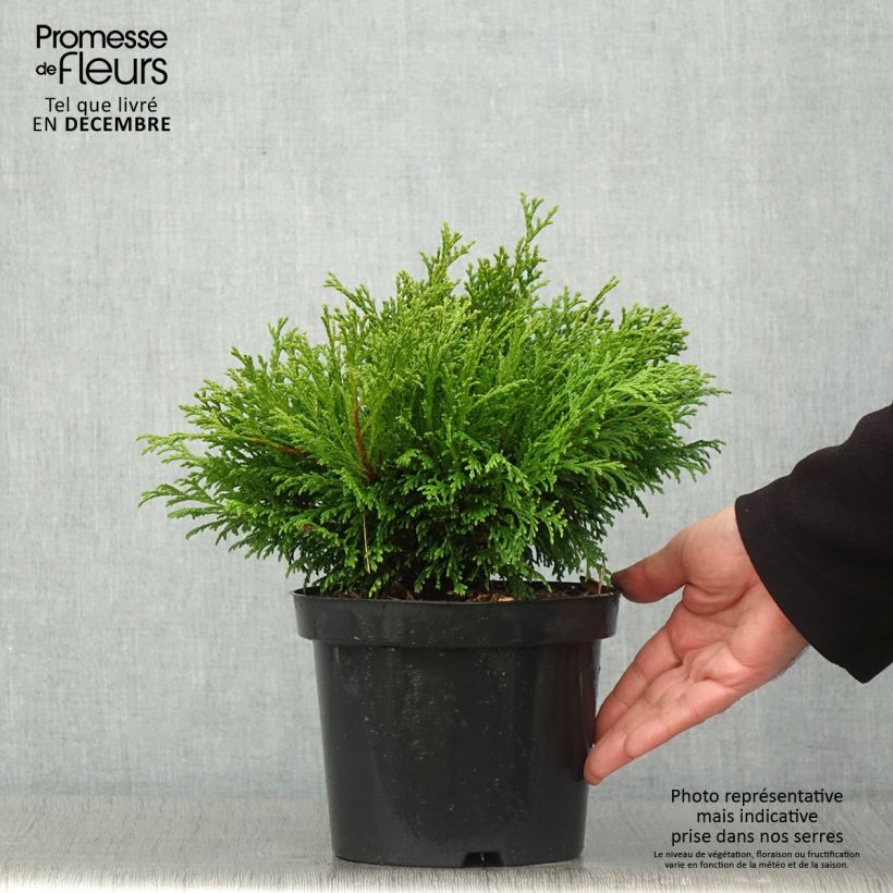 Chamaecyparis pisifera Filip's Happy Day - Cyprès Sawara         Pot de 2L/3L sample as delivered in autumn