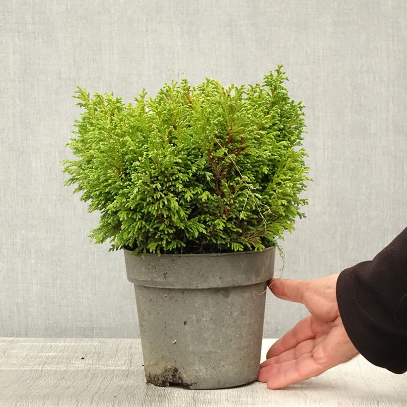 Chamaecyparis pisifera Plumosa Compressa - Dwarf Cypress 2L/3L pot sample as delivered in autumn