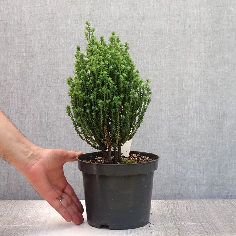 Chamaecyparis thyoides Blue Rock Pot de 2L/3L sample as delivered in summer