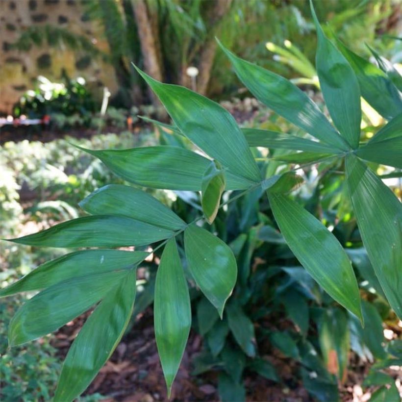 Chamaedorea klotzschiana - Parlour Palm (Foliage)