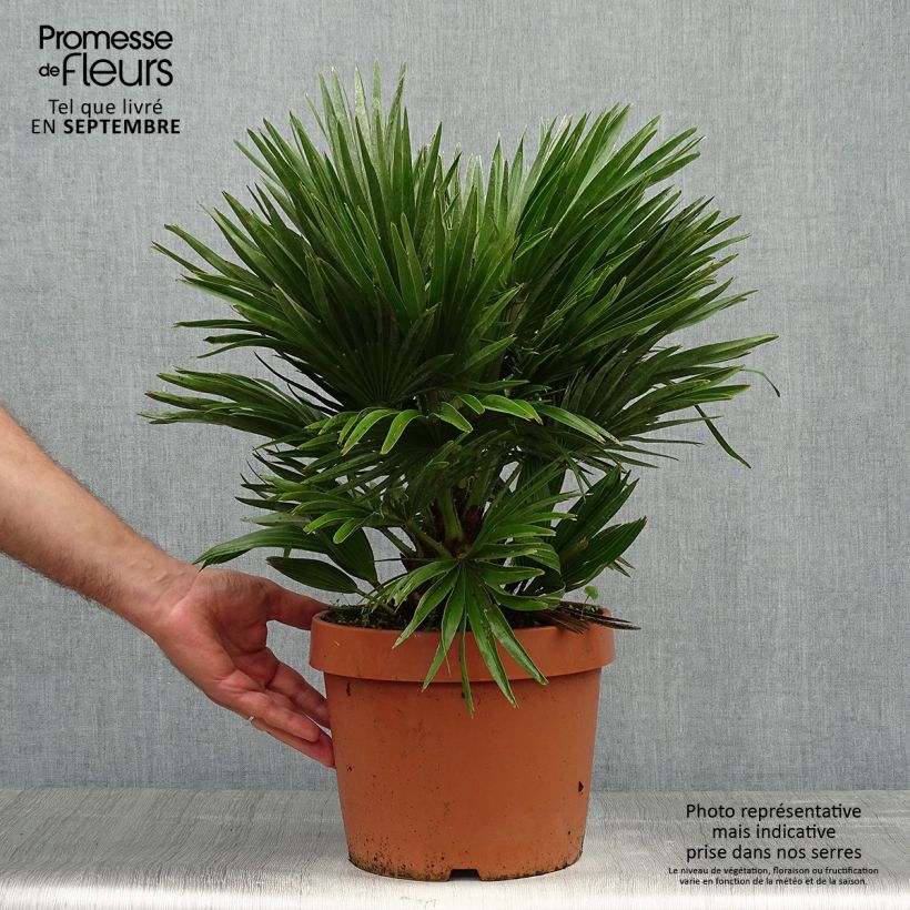 Chamaerops humilis Vulcano - Palmier nain en pot de 7 litres sample as delivered in autumn