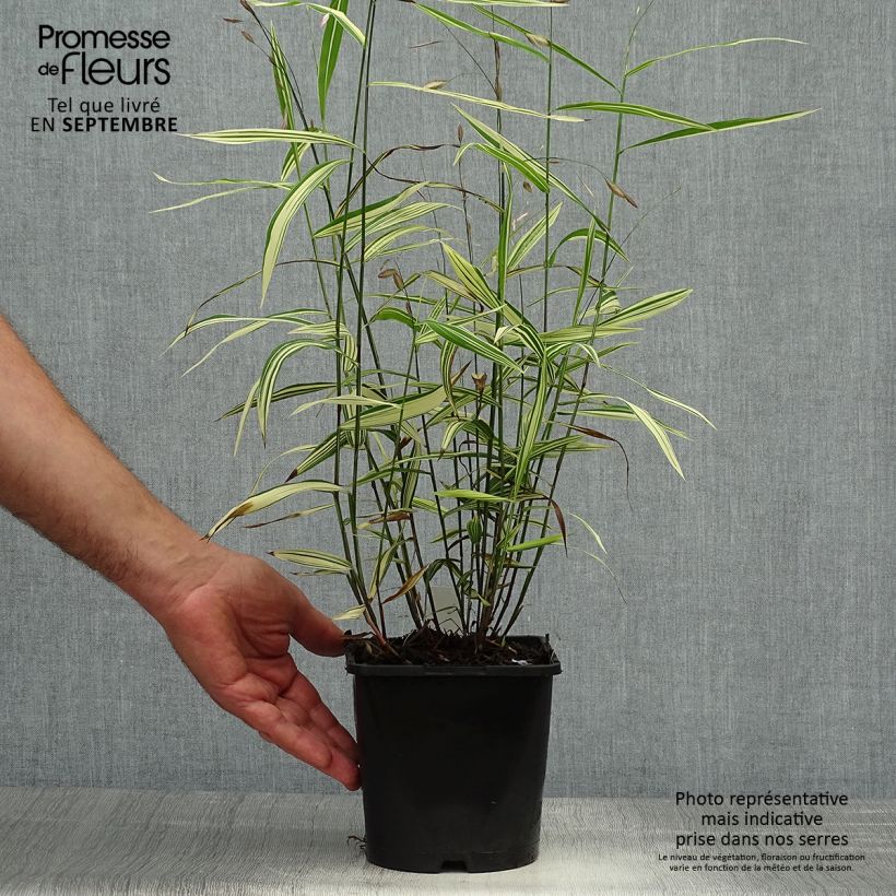 Chasmanthium latifolium River Mist 2L/3L pot sample as delivered in autumn
