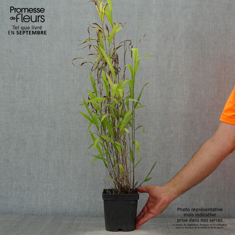 Chasmanthium latifolium - Uniola latifolia en pot de 2/3L sample as delivered in summer