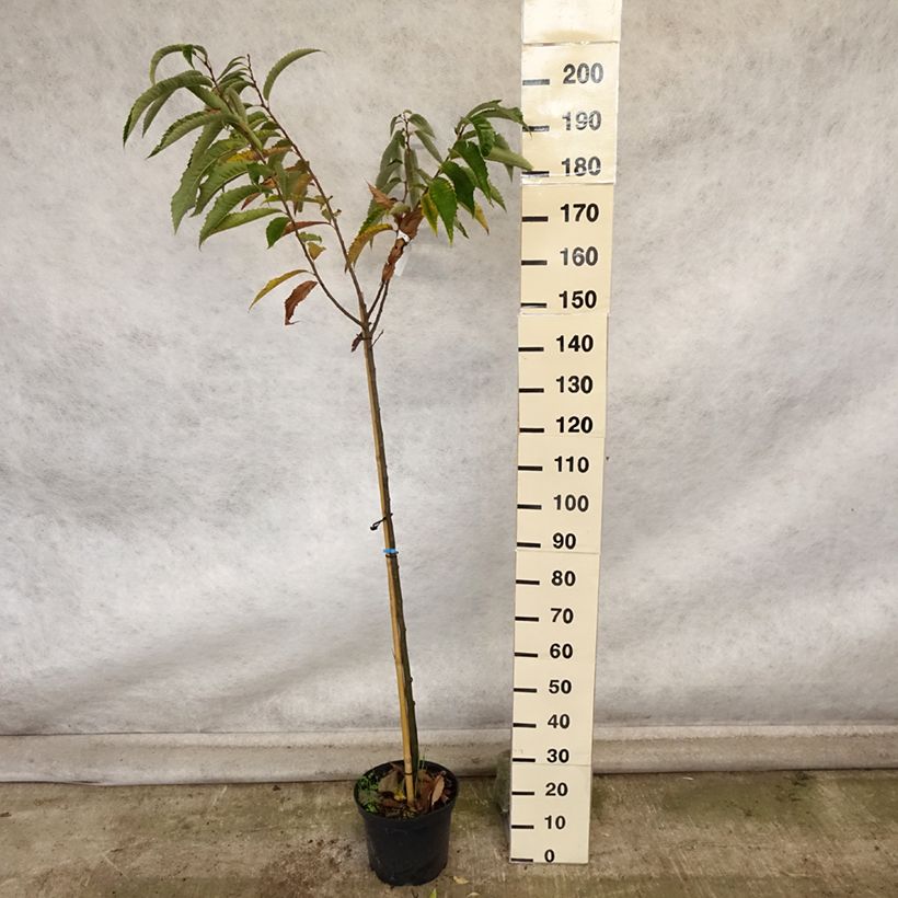 Châtaignier - Castanea sativa Maraval Pot de 12L/15L sample as delivered in autumn