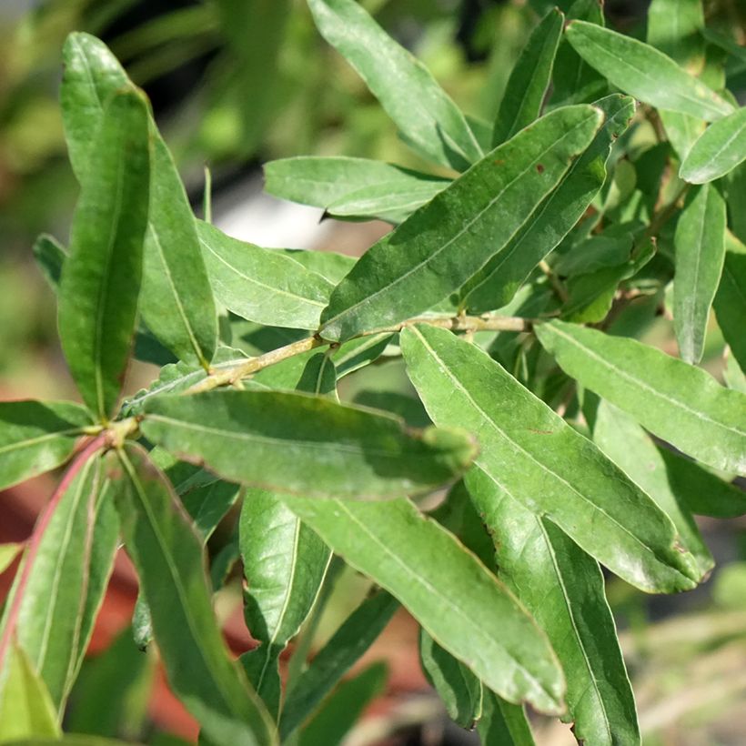 Quercus phellos - Willow Oak (Foliage)