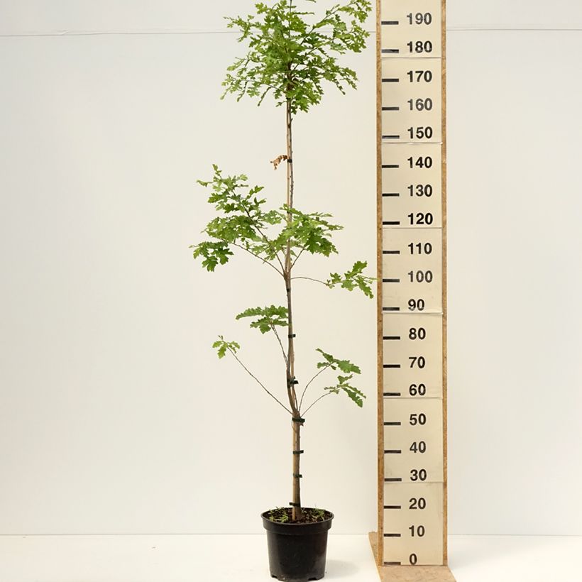 Quercus cerris Curly Head - Oak 7.5L/10L potShipped height around 30/40cm sample as delivered in spring