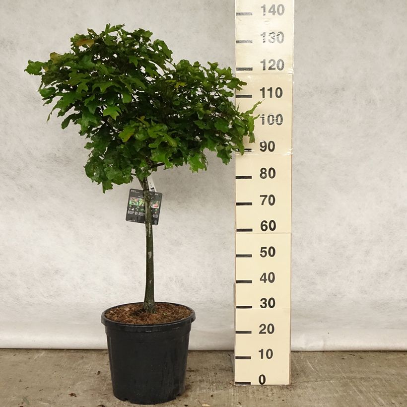 Chêne des marais - Quercus palustris Green Dwarf Pot de 18L/20L Tige de 40 cm sample as delivered in spring