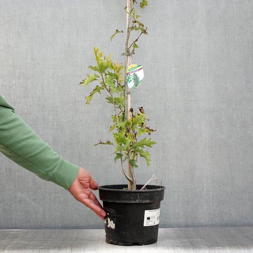 Quercus palustris Green Pillar - Pin Oak 4L/5L potShipped height around 60/80cm sample as delivered in summer