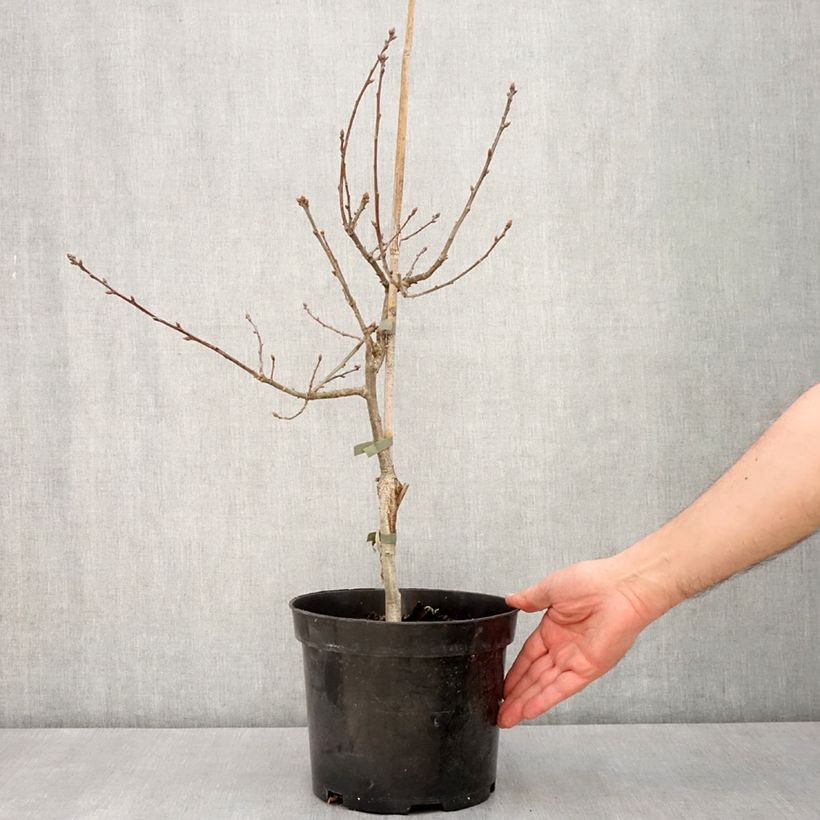 Quercus robur Atropurpurea - English Oak 4L/5L potShipped height around 60/80cm sample as delivered in spring