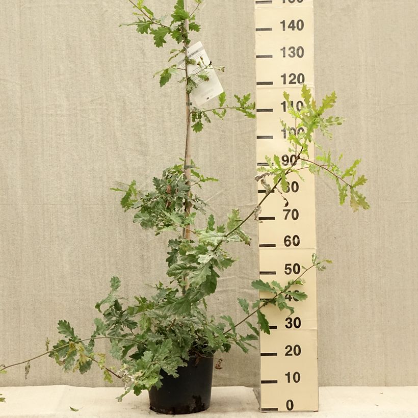 Quercus robur - English Oak 7.5L/10L pot sample as delivered in summer