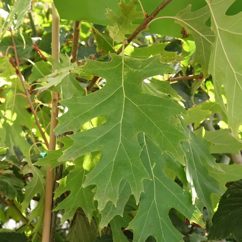 Quercus rubra Boltes Gold - Red Oak (Foliage)