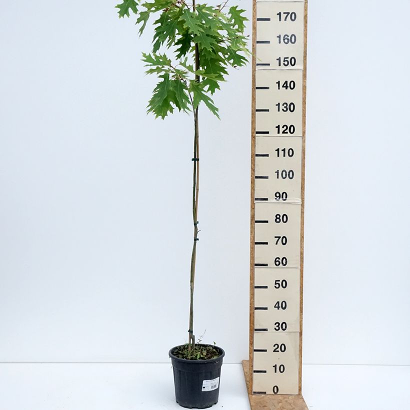Quercus rubra Boltes Gold - Red Oak 7.5L/10L pot sample as delivered in summer