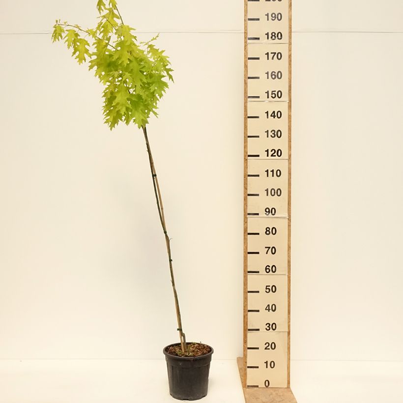 Quercus rubra Boltes Gold - Red Oak 7.5L/10L potShipped height around 160/180cm sample as delivered in spring