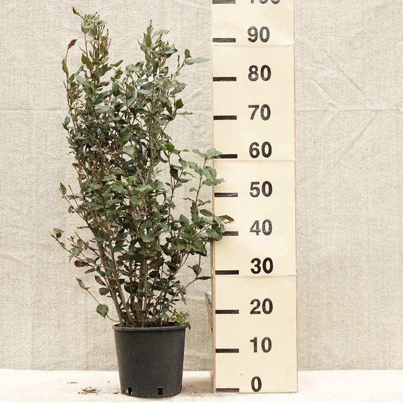 Holm oak - Quercus ilex 3L/4L potShipped height around 60/80cm sample as delivered in spring